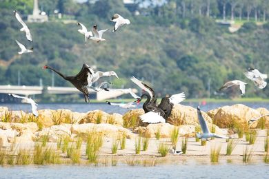 The project created a shore beach connecting the Maali with the river and a safe island beach nesting habitat. Photo: Veronica Mcphail, Friends of the South Perth Wetlands.