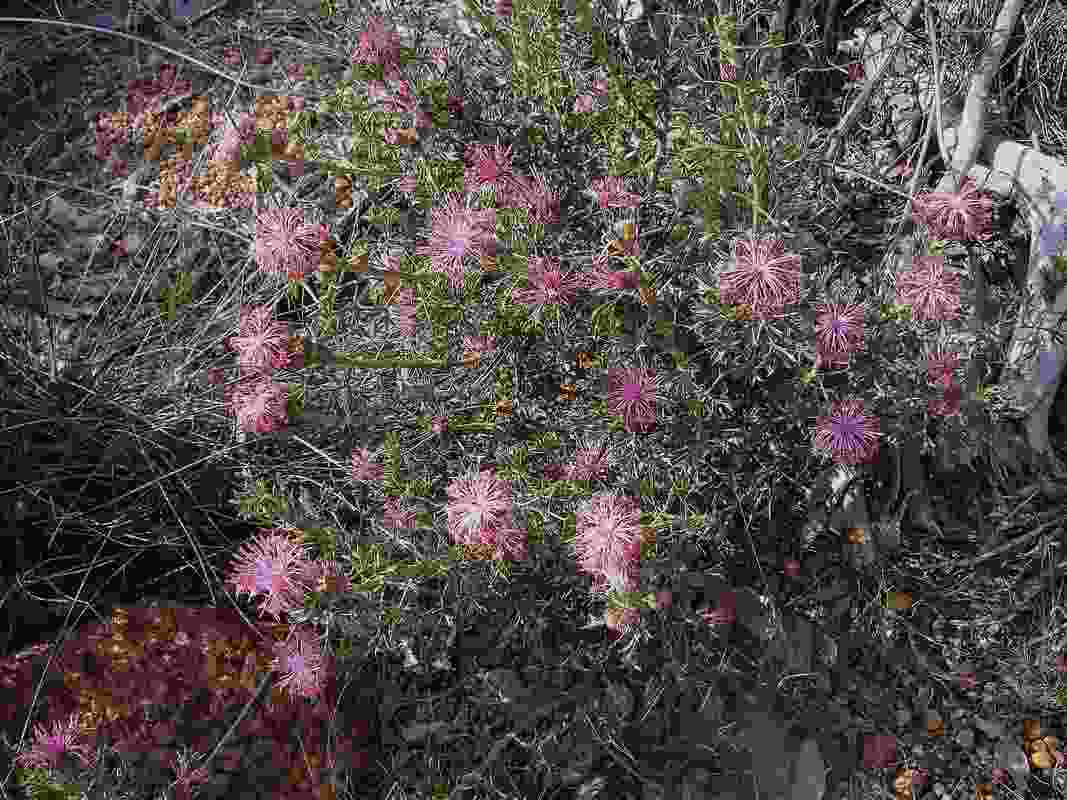 Wildflower season in Western Australia.