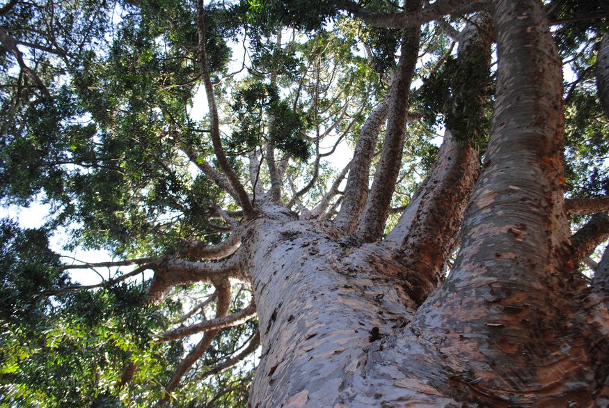 Natural selection Victorian trees vie for most popular laurel