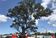 A river red gum in Bulleen has been named the 2019 Victorian Tree of the Year.