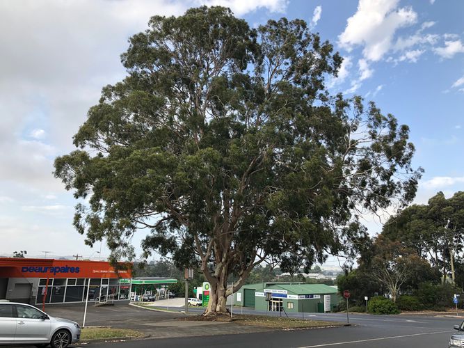 Voting opens 2020 Victorian Tree of the Year Landscape Australia