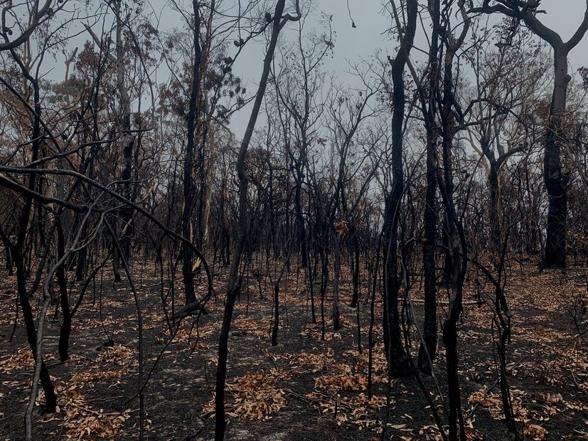 “The bush is ready to blow again”: Intelligent planning through the ...