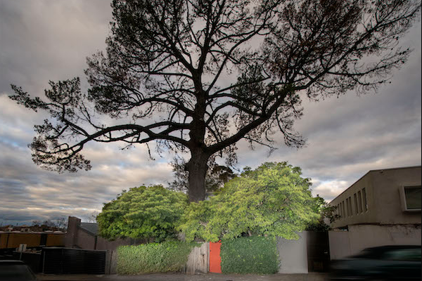 Crowdfunding sought to replant tree sheltering Boyd's Walsh Street House