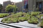 Gone to seed: Grasslands at the State Library of Victoria