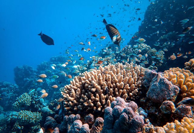 In typical conditions, it takes a minimum of a decade for the fastest growing corals to recover from a single bleaching event.