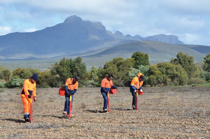 Nowanup rangers planting seeds as part of the Gondwana Link ecocultural project.