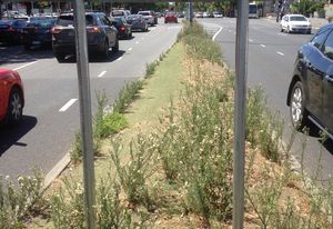 Agapanthus orientalis (agapanthus) once grew happily along this median strip in Melbourne despite extremely hostile growing conditions. It was removed some years ago and replaced with artificial turf.