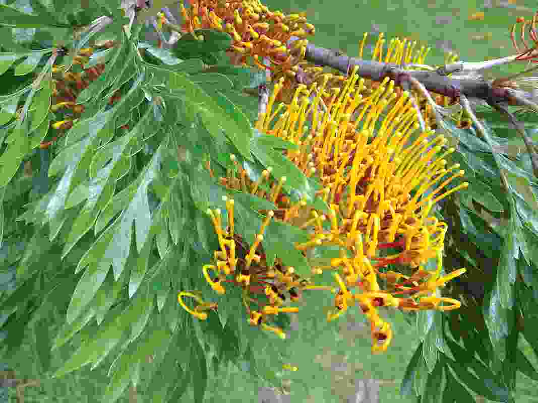 The frond-like reddish-orange flowers of Grevillea robusta (silky oak).