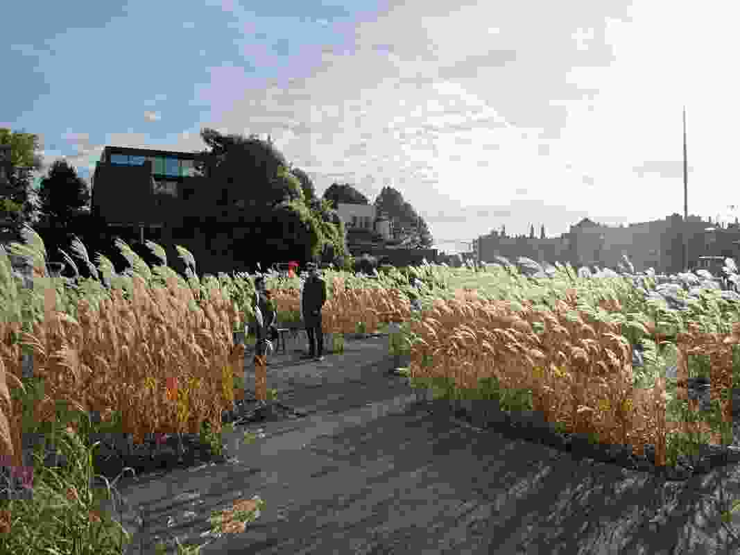 A labyrinth of waving grasses recalls the industrial flax production fields that once lined the city’s Leie river.