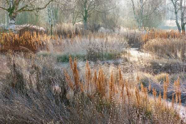 Plantings designed by Piet Oudolf at Pensthorpe Nature Reserve in winter. 