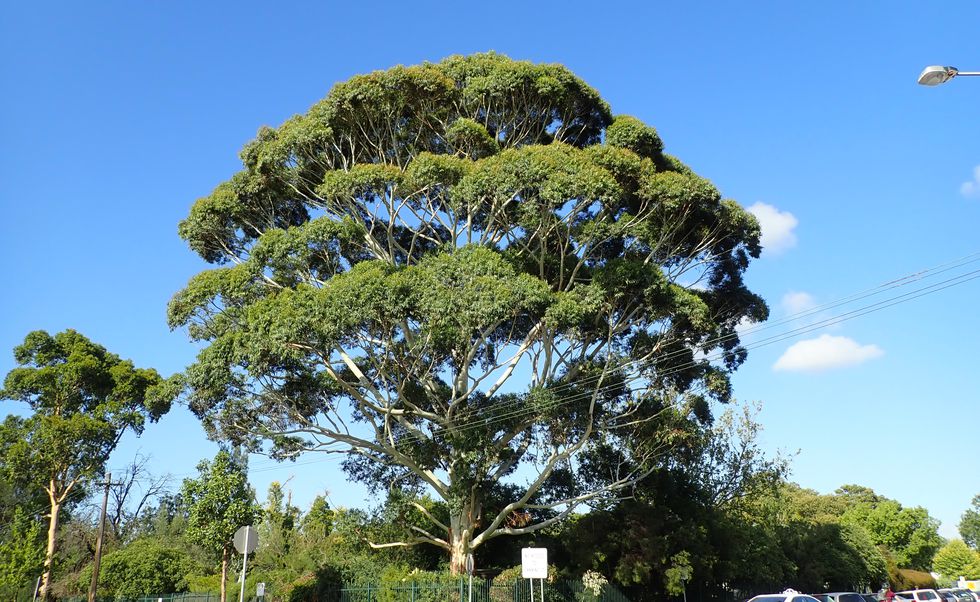 Voting opens for 2021 Victorian Tree of the Year Landscape Australia