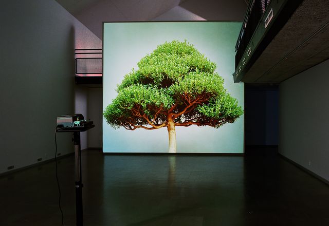 Ceal Floyer, 'Overgrowth', 2004.