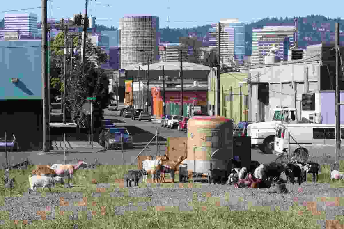 View of the goat herd in the field, looking towards downtown Portland.